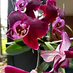 Tropical Oasis Shared Male B6