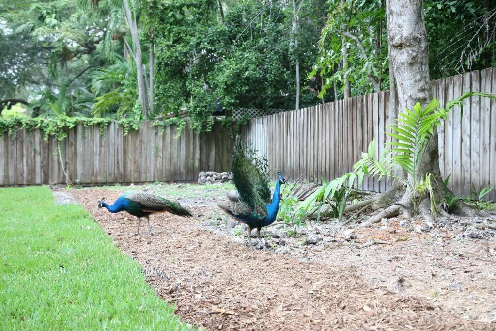 Holiday home Spacious Tropical Oasis - 1/2 Acre In Heart Of Mia