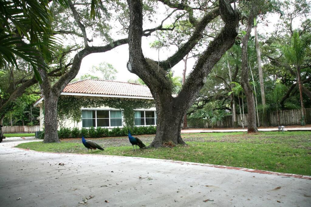 Spacious Tropical Oasis - 1/2 Acre In Heart Of Mia