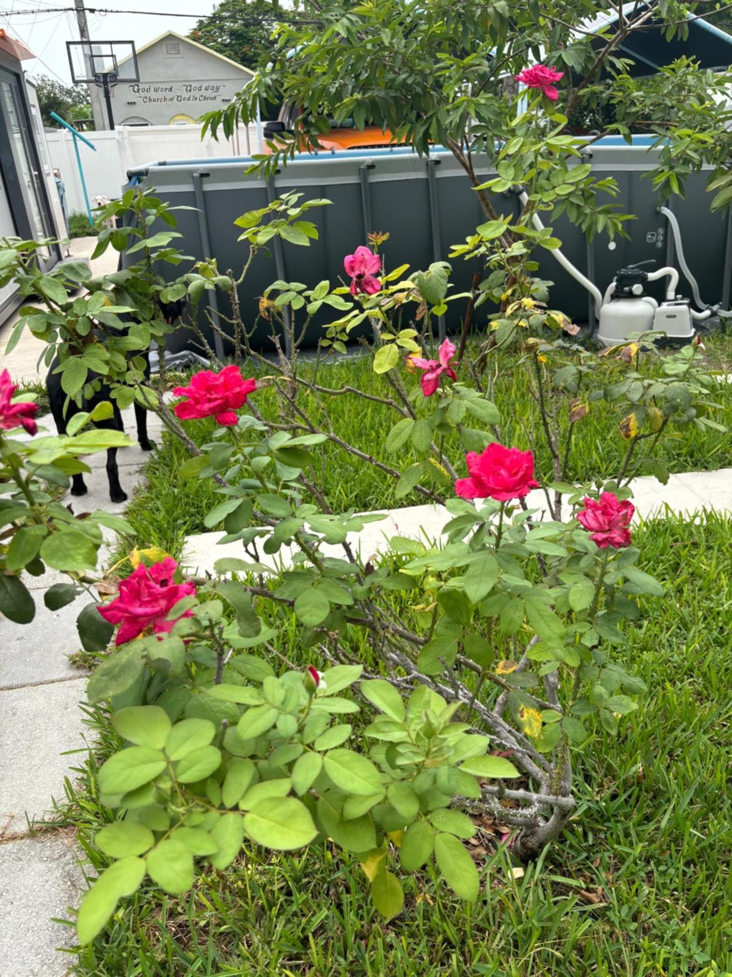 Mini House Oasis * Miami Springs