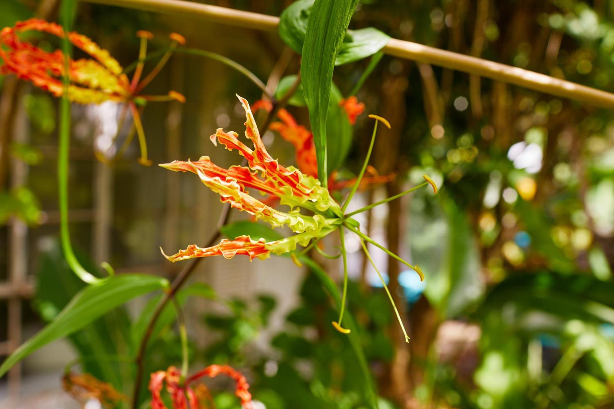 Holiday home Pool Cottage, Tropical Garden Paradise Miami