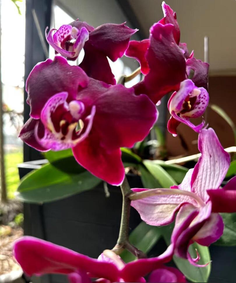 Tropical Oasis Shared Male B6 *
