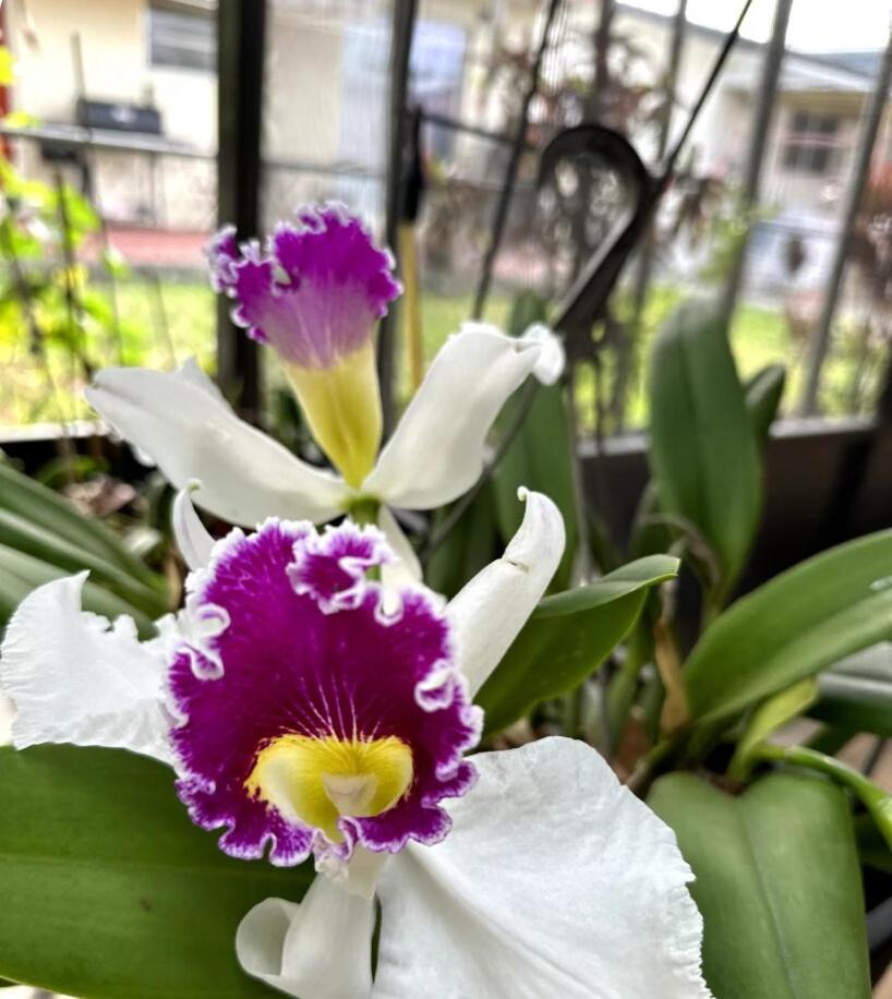 Queen Quarter Shared Female B4 Apartment Miami