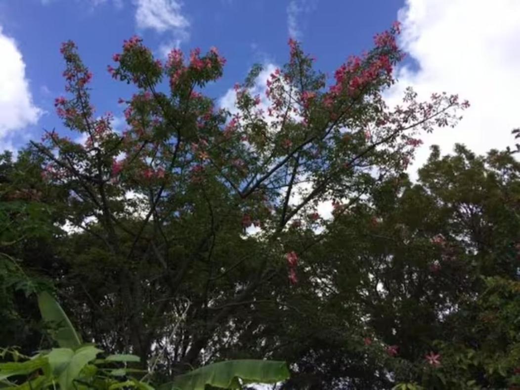 1br Historic Art Deco Charm Meets Modern Comfort- Huge Tropical Garden In Posh Coral Gables-10 Min Airport Apartment *