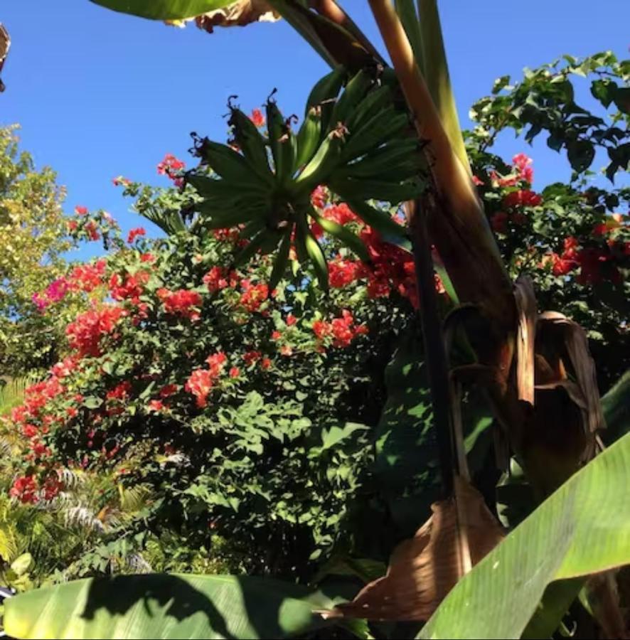 1br Historic Art Deco Charm Meets Modern Comfort- Huge Tropical Garden In Posh Coral Gables-10 Min Airport Apartment Miami